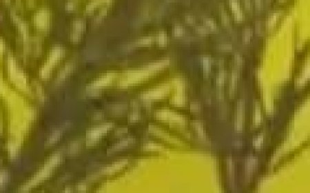 The Japanese Secret to Hair Growth: Rosemary, Cloves, and Onions!