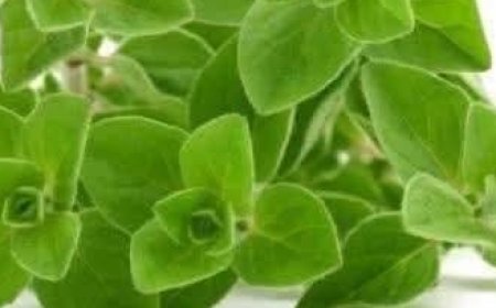 THE MOST POWERFUL PLANT