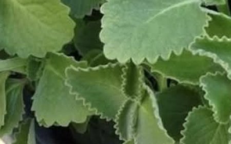 Just 1 Oregano Leaf Per Day A Tiny Habit with Big Health Benefits