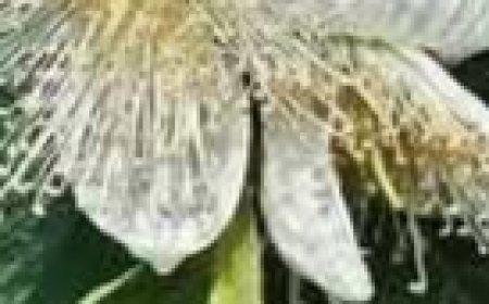 The Four Leaves That Combat Diabetes, Cancer, Fatty Liver Disease, Poor Circulation, and High Blood Pressure Without Pills