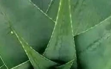 Reasons to Rub Aloe Vera on Your Face and Skin: Unlocking Aloe Vera’s Benefits for Skin Health