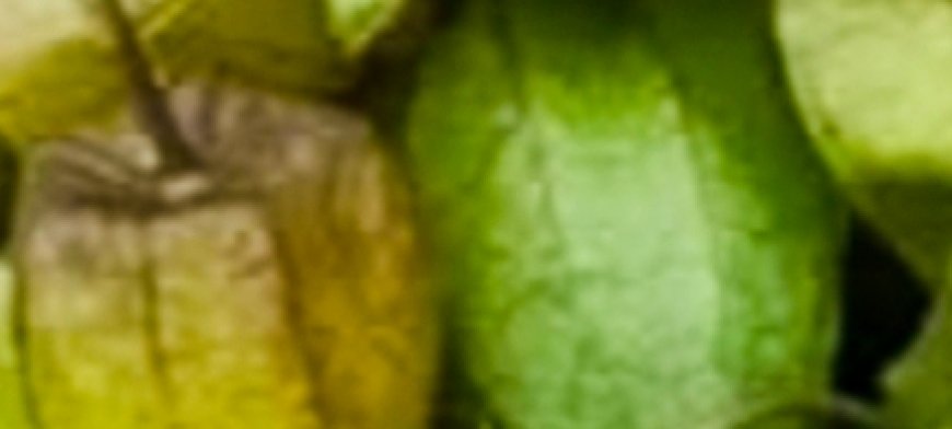 Ways to Use Physalis (Goldenberry) to Treat Ailments