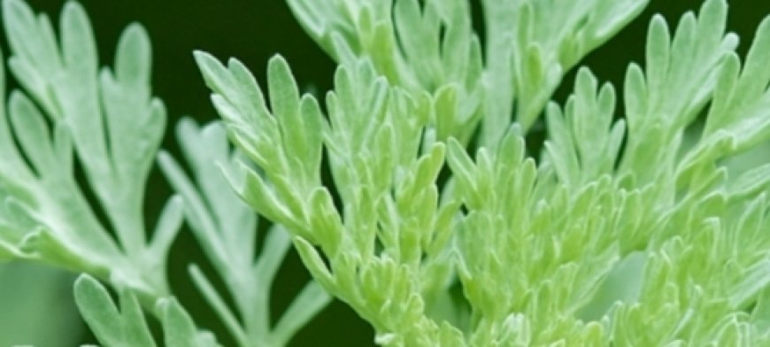 Health and Therapeutic Benefits of Wormwood (Artemisia absinthium)