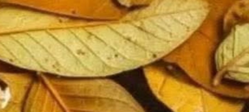 The Hidden Power of Guava Leaves for Blood Sugar Control: What Every Diabetic Should Know