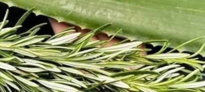 Unlock the Detoxifying Power of Aloe Vera and Rosemary