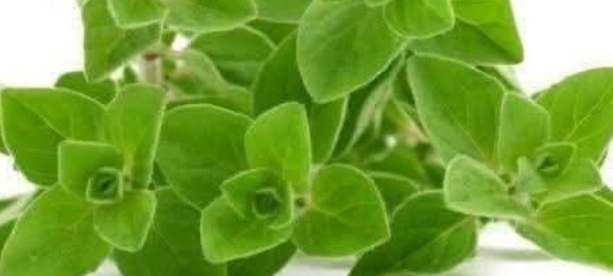THE MOST POWERFUL PLANT