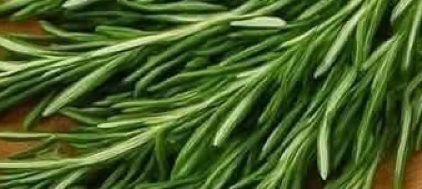 The Versatile Rosemary: Your Home’s Secret Weapon