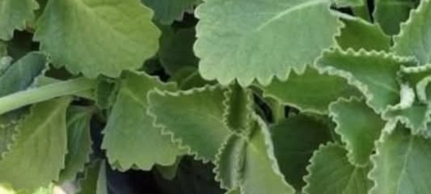 Just 1 Oregano Leaf Per Day A Tiny Habit with Big Health Benefits