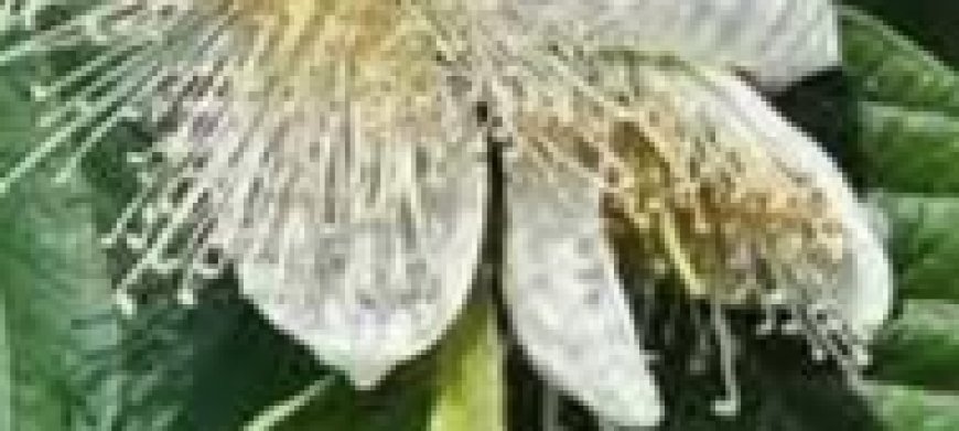 The Four Leaves That Combat Diabetes, Cancer, Fatty Liver Disease, Poor Circulation, and High Blood Pressure Without Pills