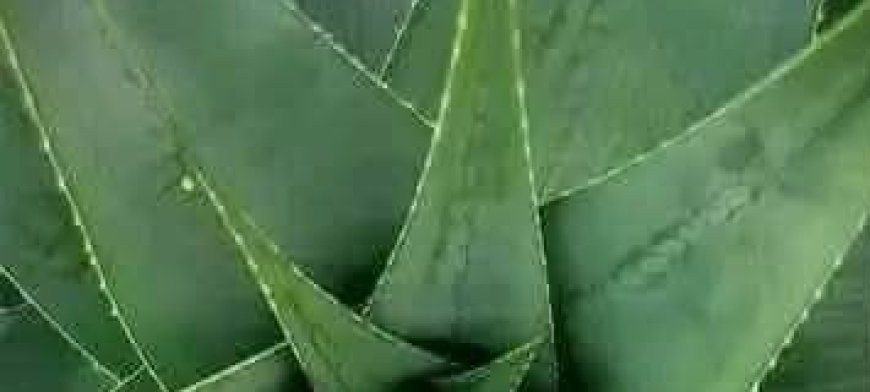 Reasons to Rub Aloe Vera on Your Face and Skin: Unlocking Aloe Vera’s Benefits for Skin Health