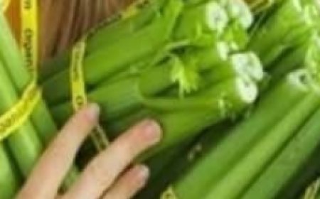 Celery Juice to Cleanse Kidneys, Liver, and Lungs