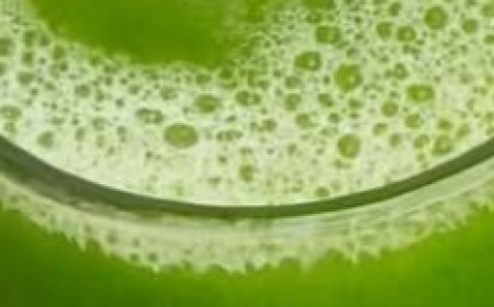 Eliminate Bloating, Urinary Infections, and Fatty Liver with This Natural Drink