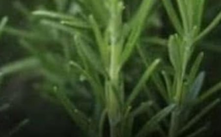 The Benefits of Rosemary for Older Adults: Nature’s Help for Healthy Aging