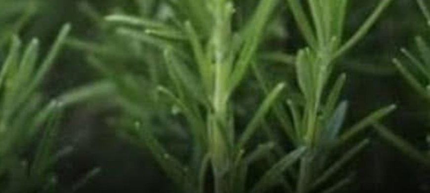 The Benefits of Rosemary for Older Adults: Nature’s Help for Healthy Aging