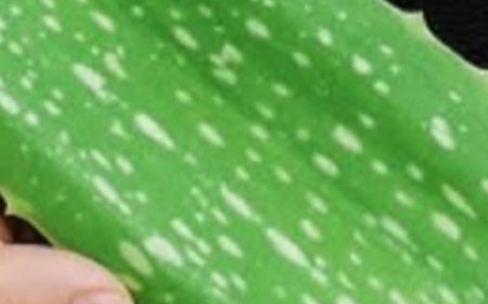 Aloe Vera Miracle: 30 Days to Naturally Regrow Strong, Healthy Hair