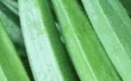 Doctors Reveal That Eating Okra Causes… Delicious Health Benefits!