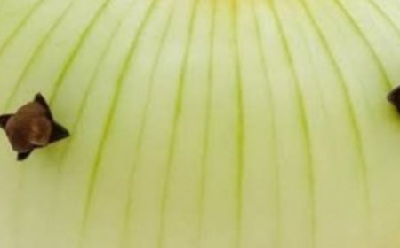 My Grandmother Always Sticks Cloves in the Onion Heres Why This French Technique Changes Everything