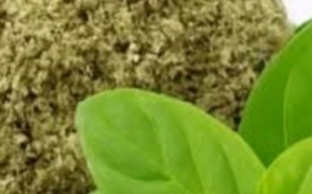 Oregano: The Small Plant with Big Health Benefits
