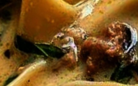 Creamy Alfredo Lasagna Soup: A Comforting Twist on a Classic