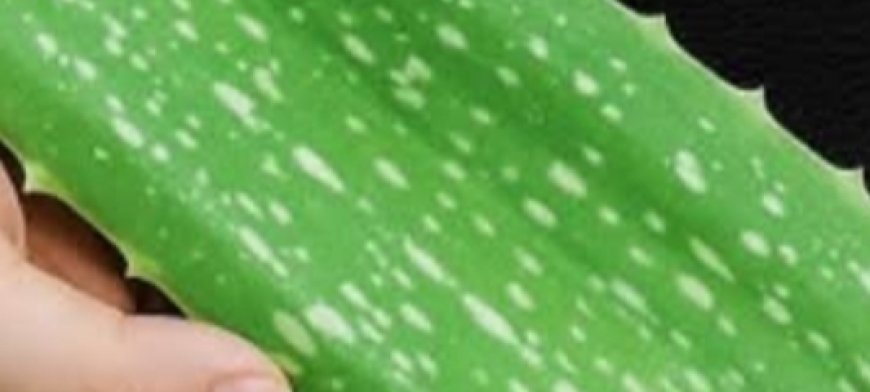 Aloe Vera Miracle: 30 Days to Naturally Regrow Strong, Healthy Hair