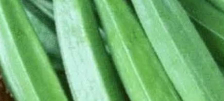 Doctors Reveal That Eating Okra Causes… Delicious Health Benefits!