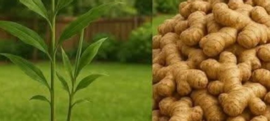 Stop buying ginger from store. Grow an endless supply at home in a pot