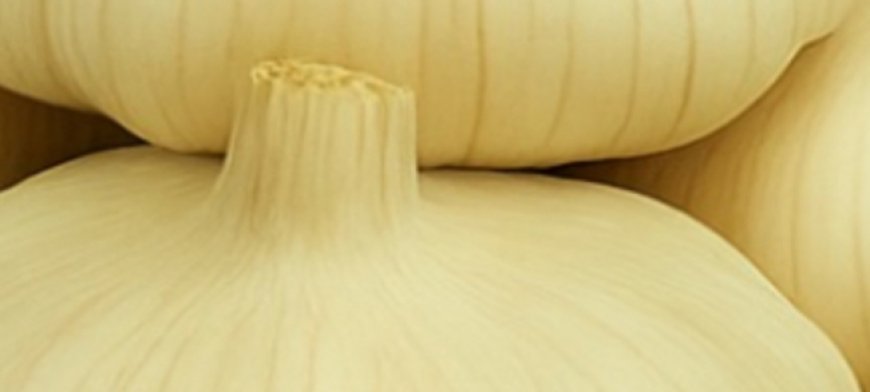 Chayote Juice: A Gentle Natural Ally for Kidney Support and Comfort?