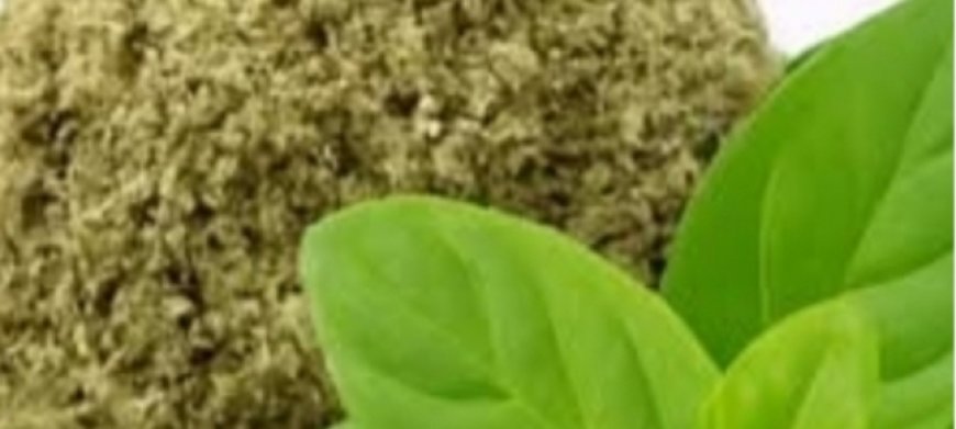 Oregano: The Small Plant with Big Health Benefits