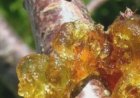 Unlock the Ancient Secret of Peach Tree Resin: 15 Life-Changing Benefits You’ll Wish You Knew Sooner