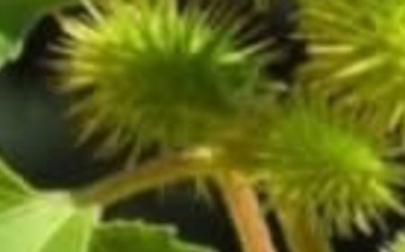 American Sweetgum: 7 Surprising Health Benefits and How to Use It at Home