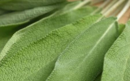herbal remedy uses sage