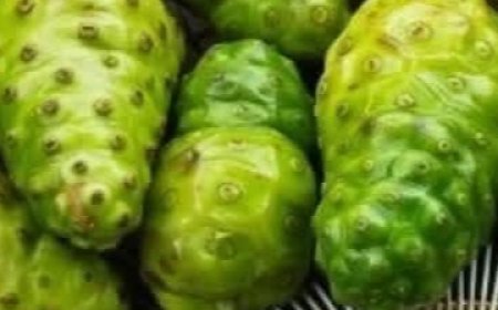 The Elixir of Life: Discover the Healing Power of Noni, Bay Leaf, and Turmeric Tea