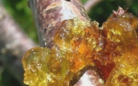 Unlock the Ancient Secret of Peach Tree Resin: 15 Life-Changing Benefits You’ll Wish You Knew Sooner