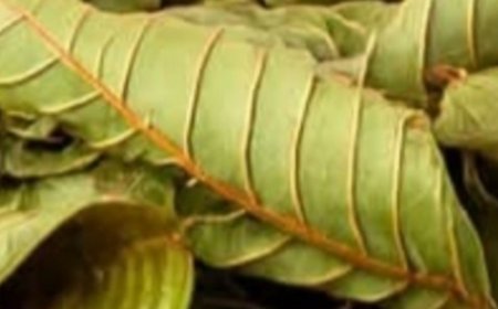 Unlock the full potential of guava leaves and start reaping the rewards of this extraordinary plant