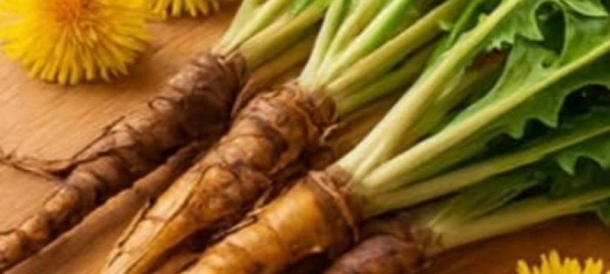 Dandelion Infusion: The Natural Secret for Simple, Everyday Wellness