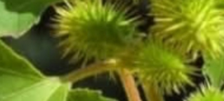 American Sweetgum: 7 Surprising Health Benefits and How to Use It at Home