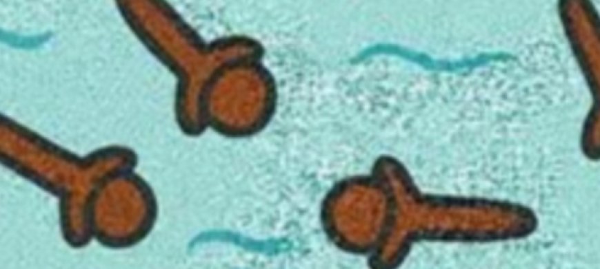 Clove Water Sitz Baths for Women: A Gentle Guide to Hygiene and Comfort