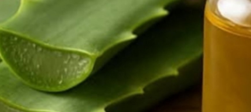 Embrace Youthful Skin with Aloe Vera and Castor Oil