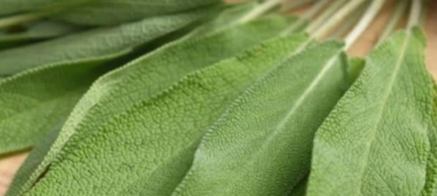 herbal remedy uses sage