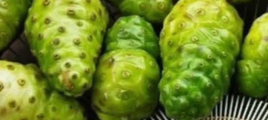 The Elixir of Life: Discover the Healing Power of Noni, Bay Leaf, and Turmeric Tea