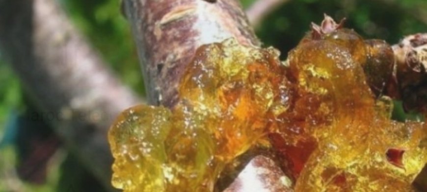 Unlock the Ancient Secret of Peach Tree Resin: 15 Life-Changing Benefits You’ll Wish You Knew Sooner