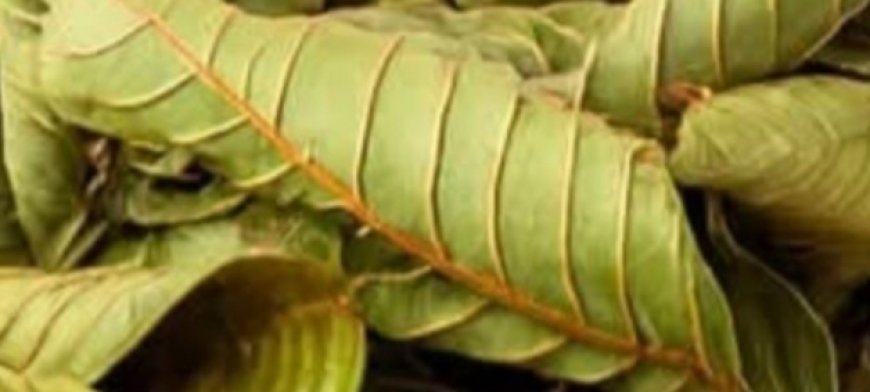 Unlock the full potential of guava leaves and start reaping the rewards of this extraordinary plant