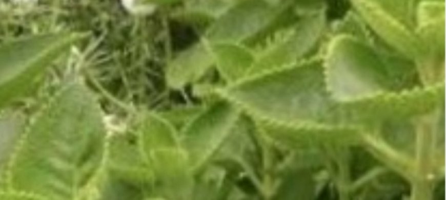 12 Health Benefits of Indian Borage (Mexican Mint): The Herb You Need for Better Health