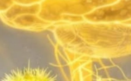 Exploring the Traditional Uses and Potential Benefits of Prickly Lettuce Leaves: A Beginner’s Guide to This Common Wild Plant