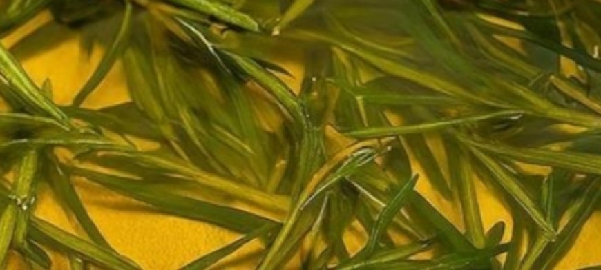 How to prepare rosemary oil to relieve muscle and joint pain