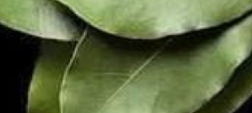 Bay Leaf Is 100,000 Times Stronger Than Botox? | Natural Wrinkle Eraser Even at Age 70!